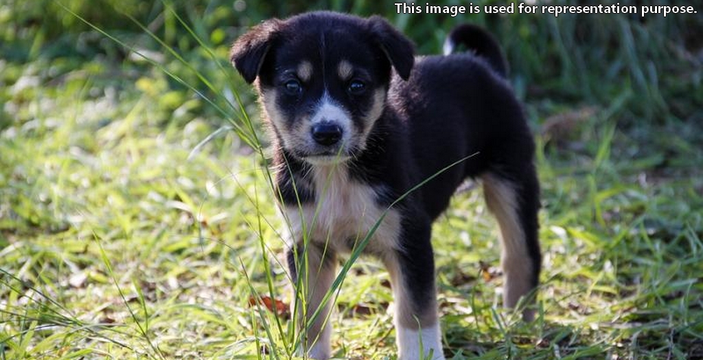 Man Accused Of Raping Female Puppy