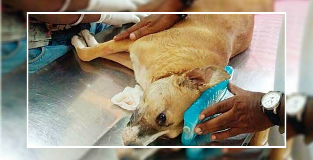 Man Beats Stray Dog With An Iron Rod