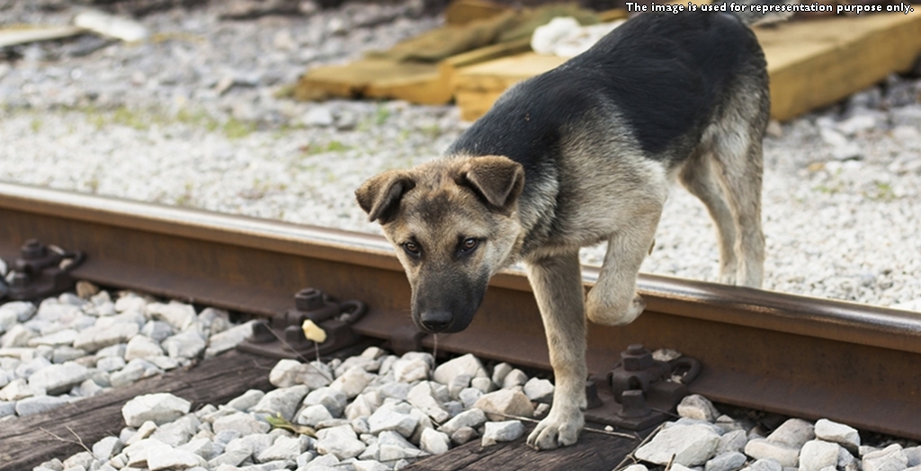 Motorman Stops A Train To Save Dog