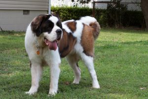 Saint Bernard