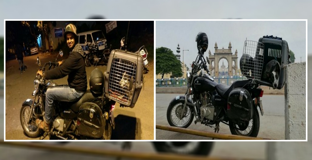 dog transport service