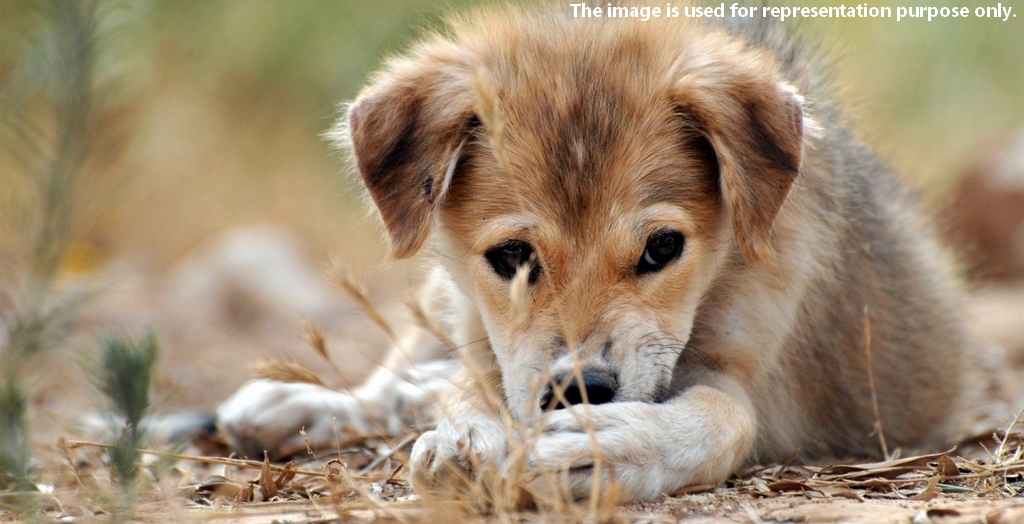 drunken man stabbed dog