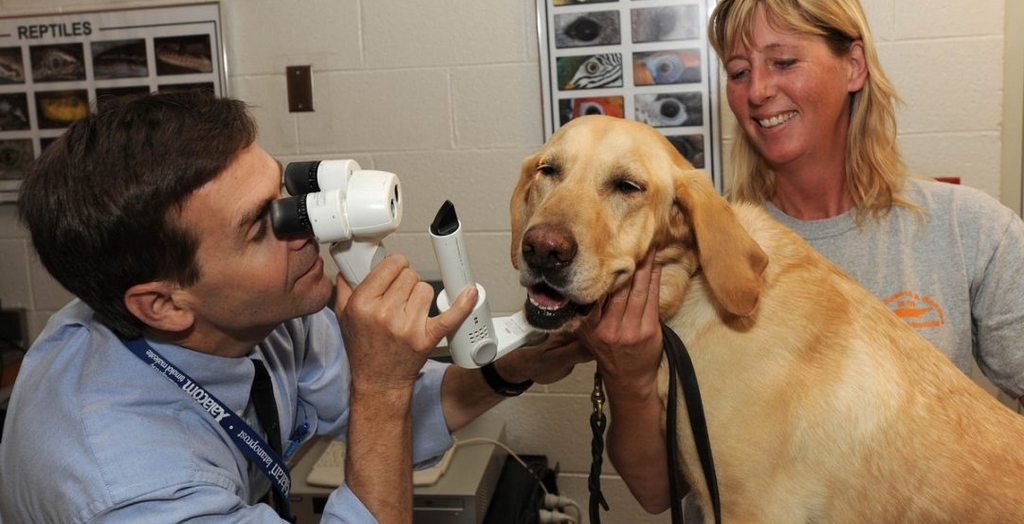 free veterinary care for low income