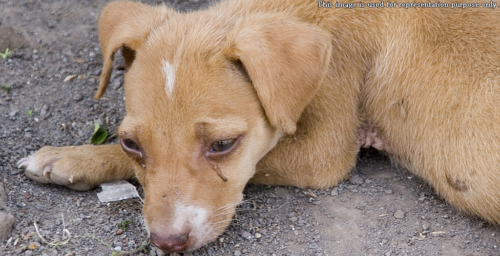 guard sexually assaulting dog