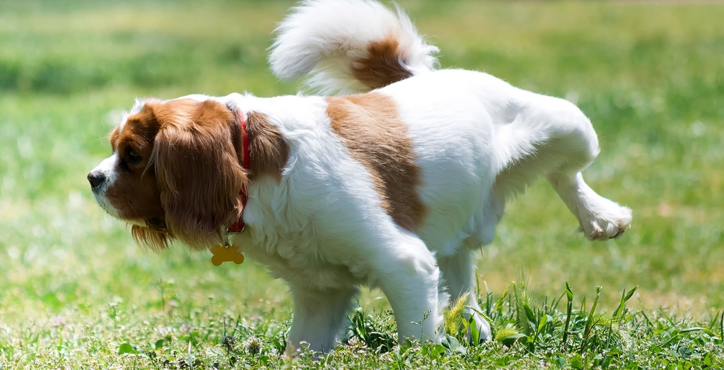 5 Urinary Diseases In Dogs