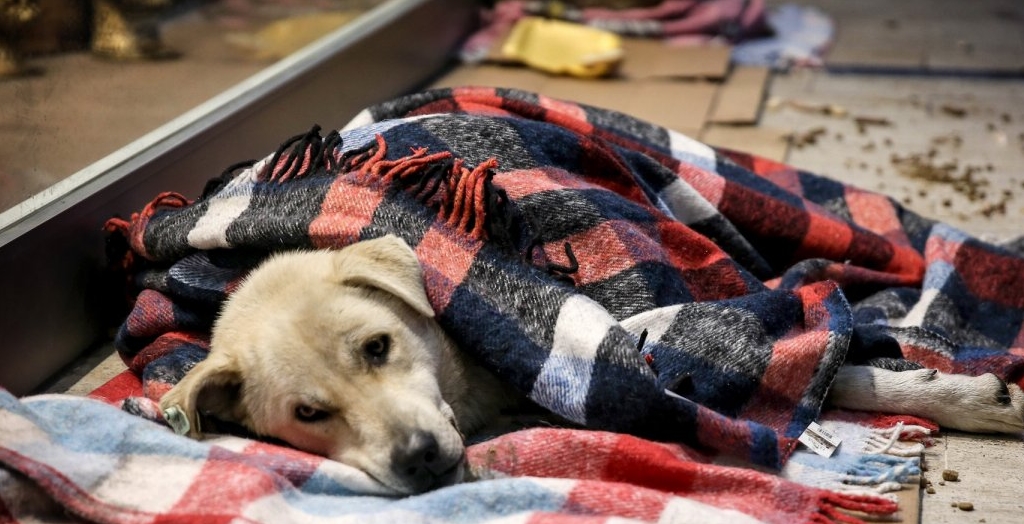 A nightmare for stray animals