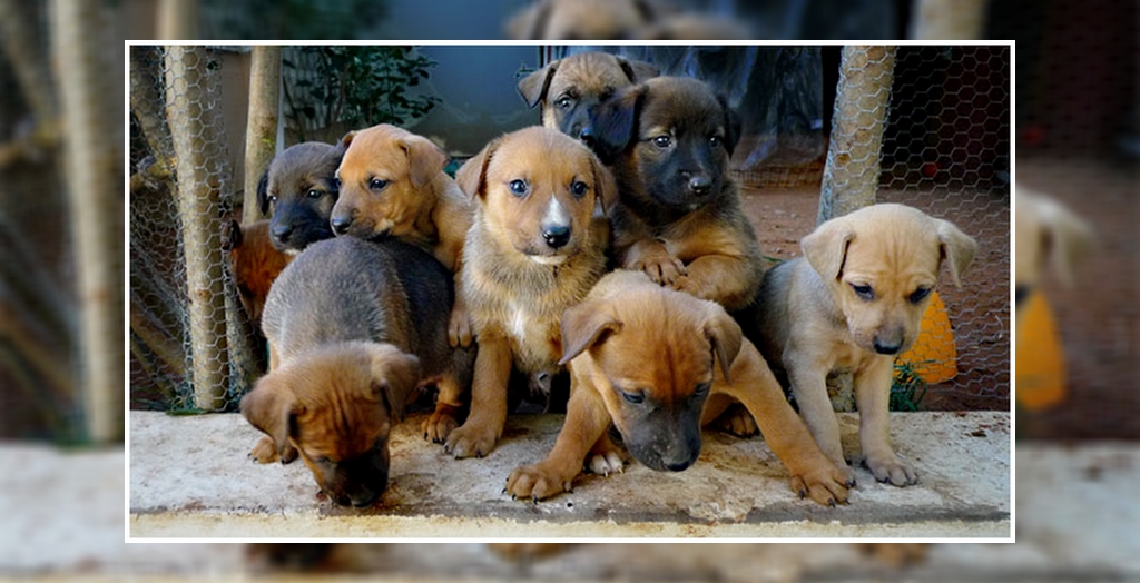 Dog Cuddling Service