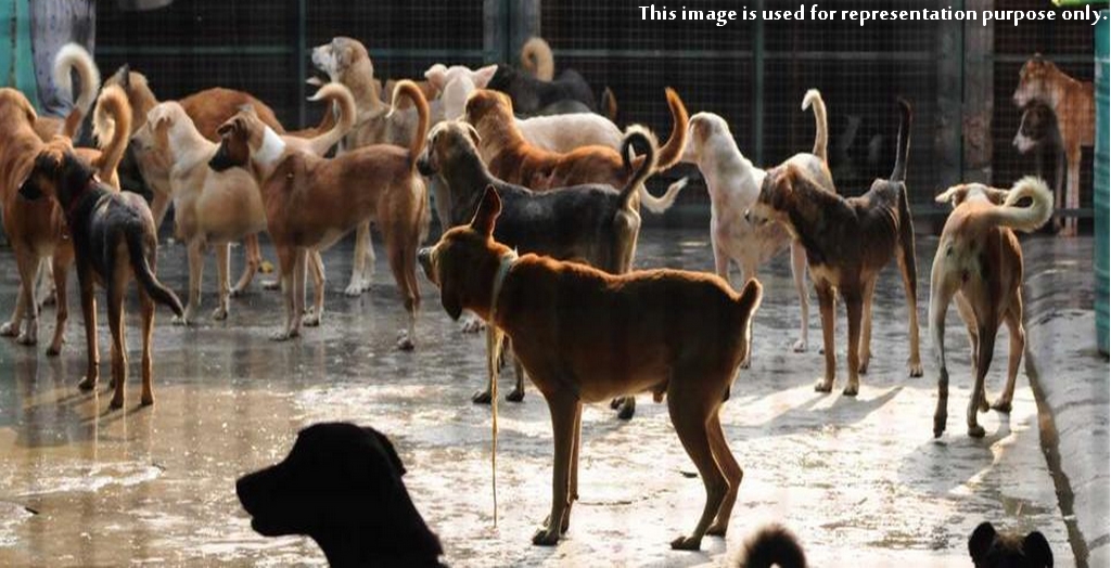 Mass killing of dogs