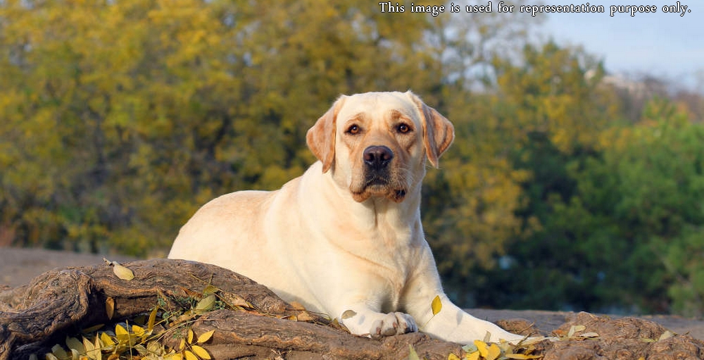 Pet dog save owner's life