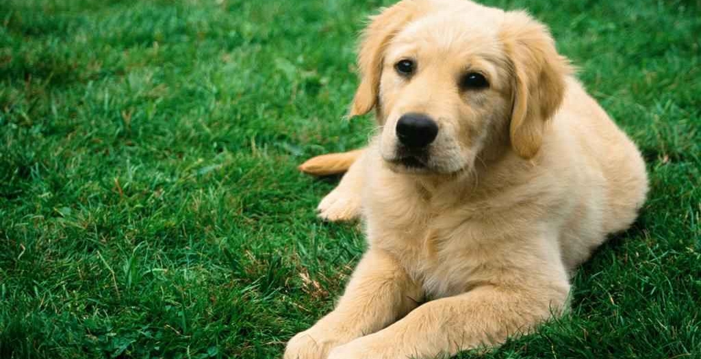 Punjab Government Imposes Tax For Keeping Pets
