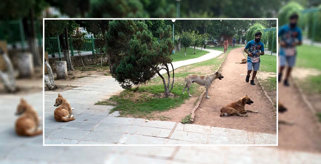 Stray dog meance in Mohali