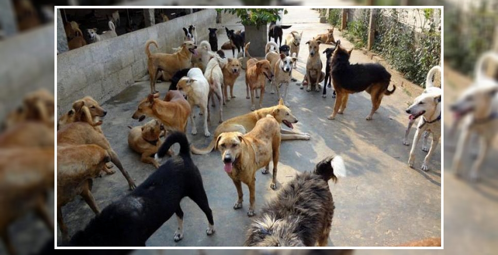 Stray dogs in Mumbai
