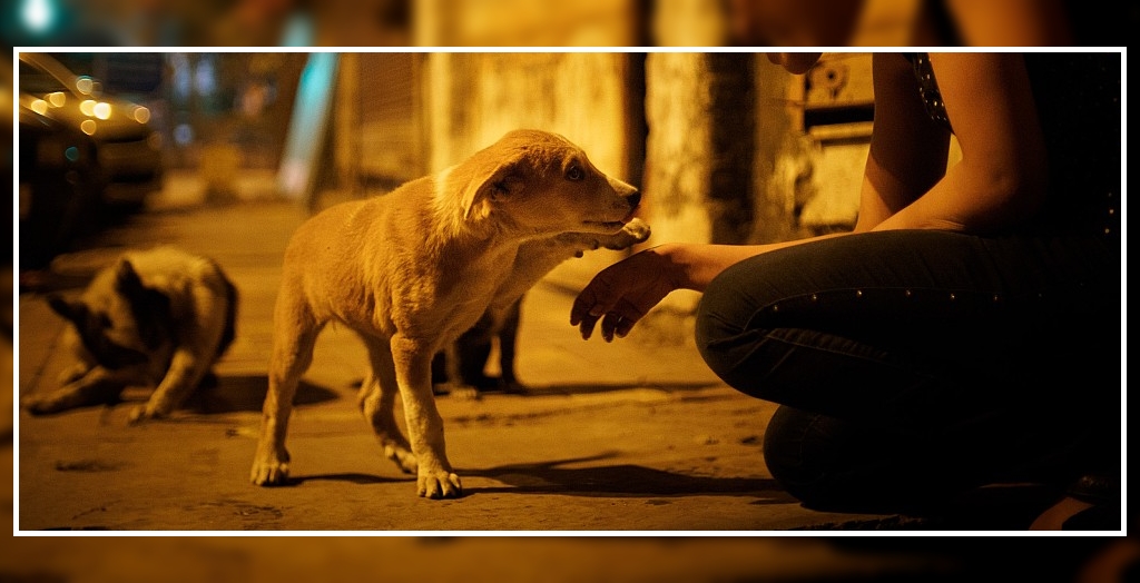 Tricity Animal lovers Ready T