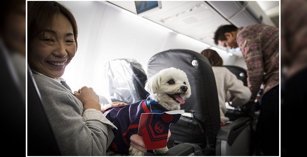 pet allow in japanese flight