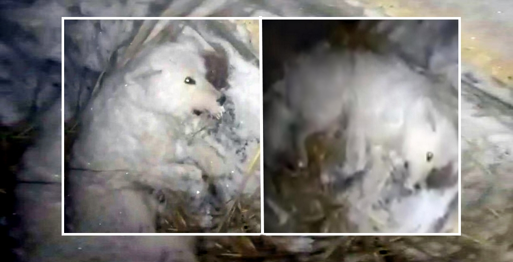 Dog Owner Freezes His Pet To Death