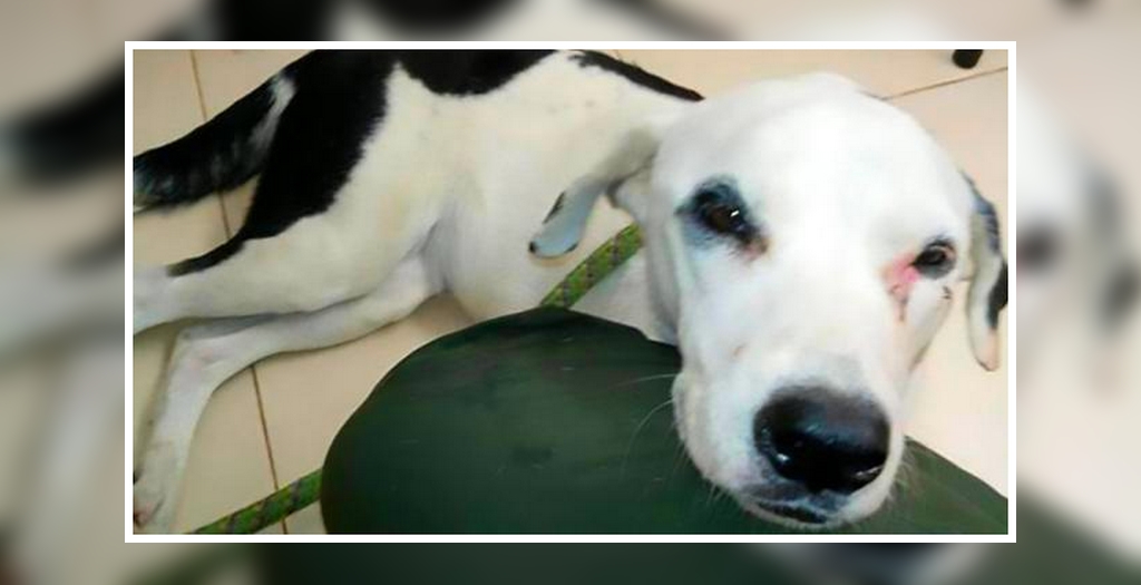 Dog dies of broken heart