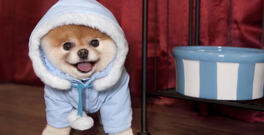 How to keep your dog busy during the winter months