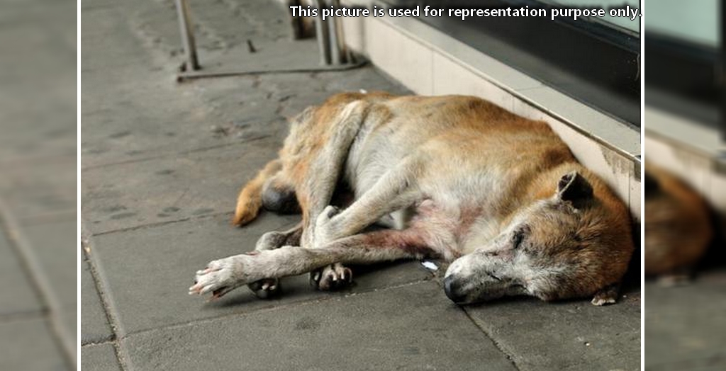 Treatment Of Stray Dogs