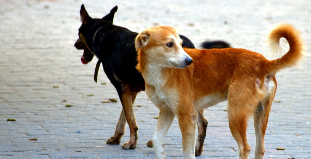 Mohali MC Plans To Increase The Dog