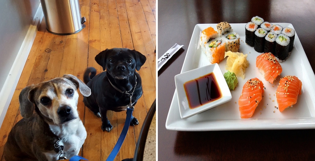 Pop- Up Sushi Bar For Pet Dogs_1