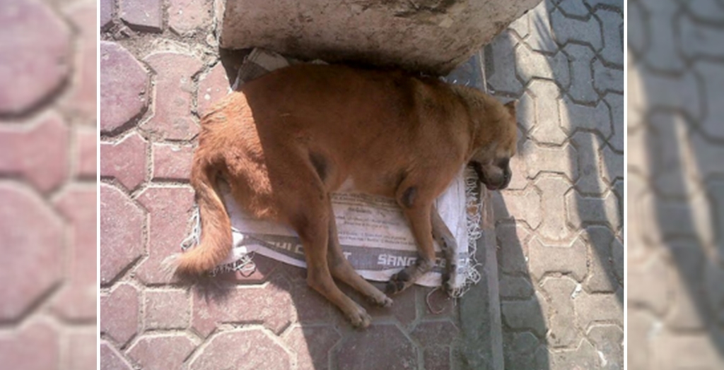 Stray dog died