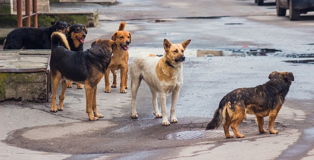 Stray dog menace