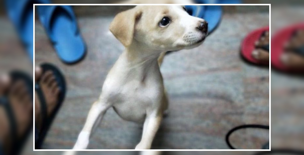 an Throws A Puppy From The Terrace To Death