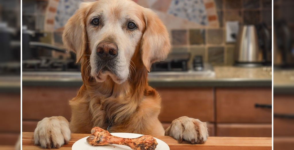 bone treats could be deadly for dogs