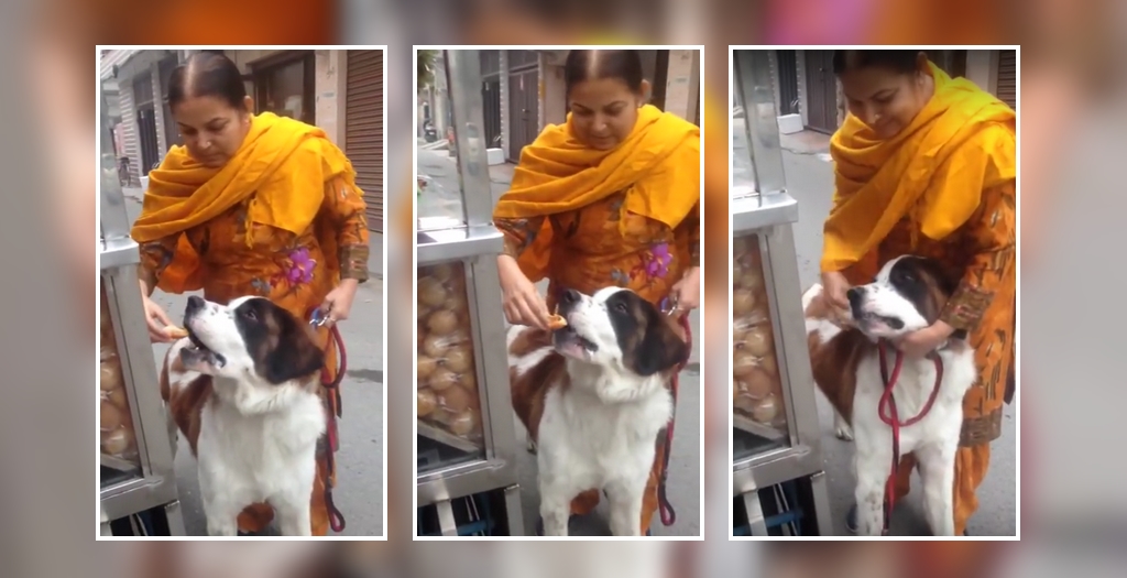 dog eating gol gappas