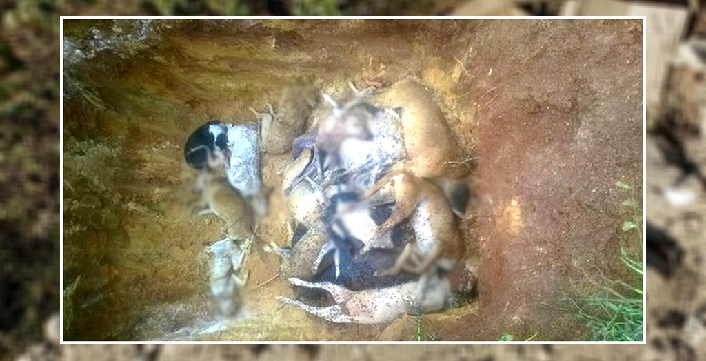 mass killing stray dogs