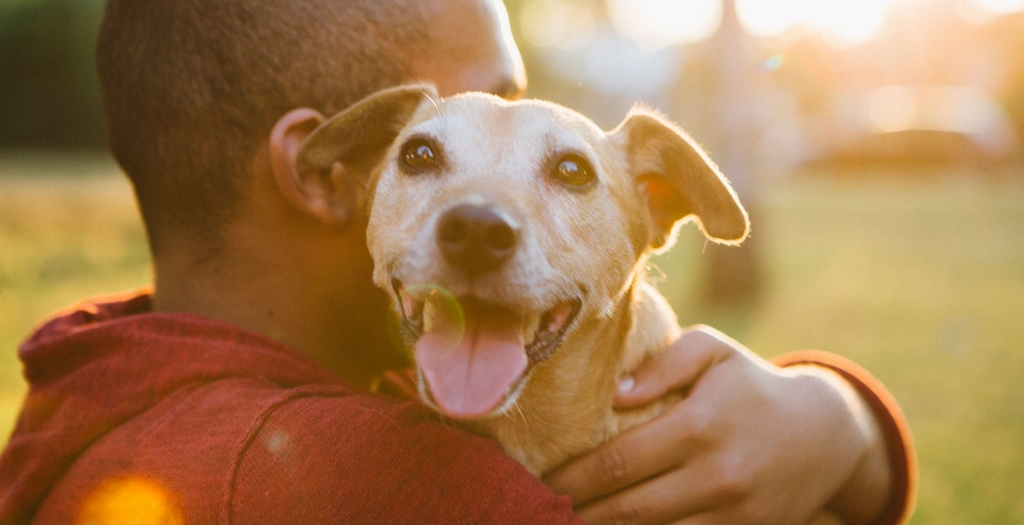 pet dog keep you healthy