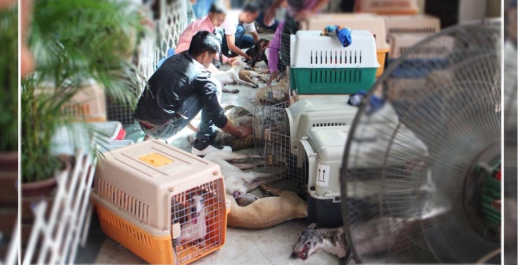 30 dog dies due to suffocation