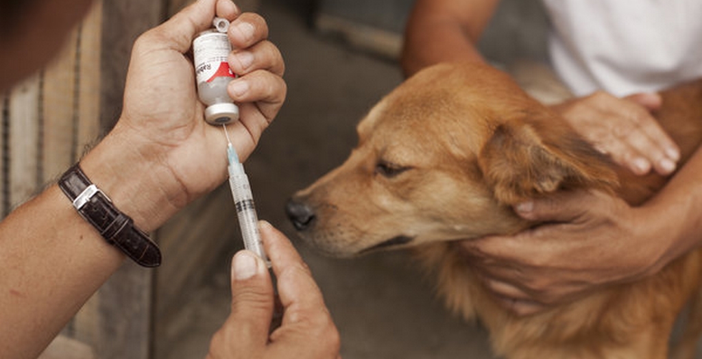 ANTI-RABIES VACCINATION OF DOGS