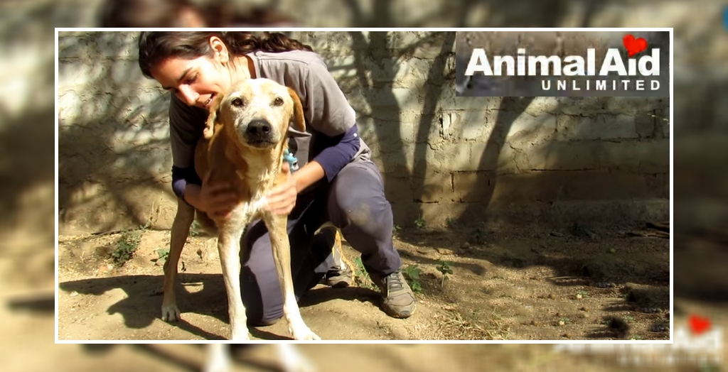 Animal Aid Unlimited rescued dog
