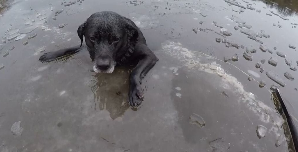 Firefighters Rescue A Labrador