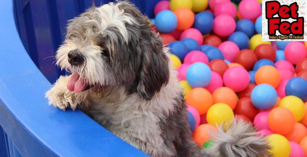 India's Biggest Pet Fed Festival