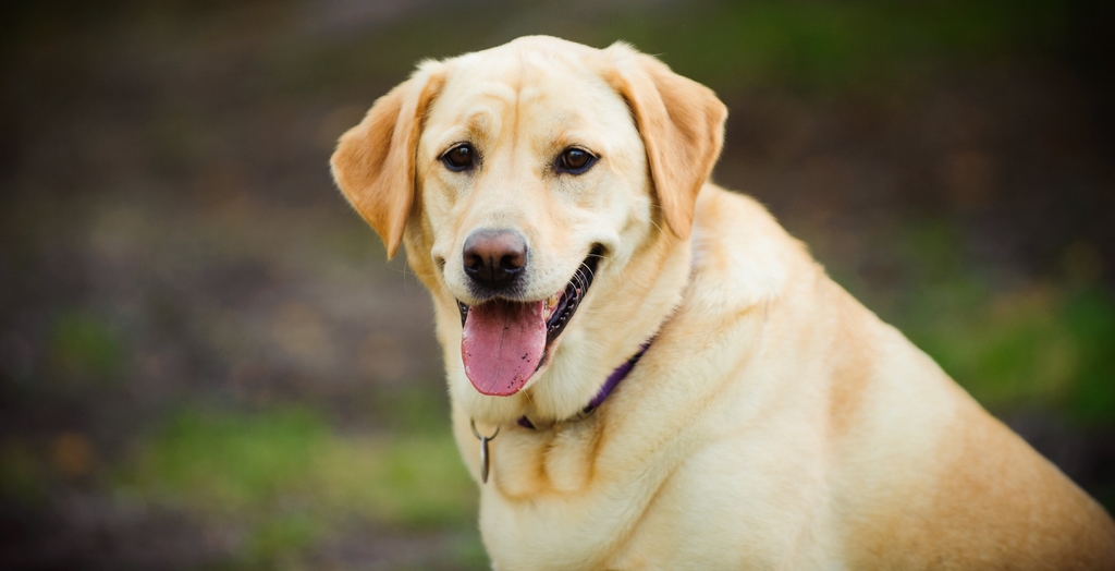 Mohali snifer dog Dhoni