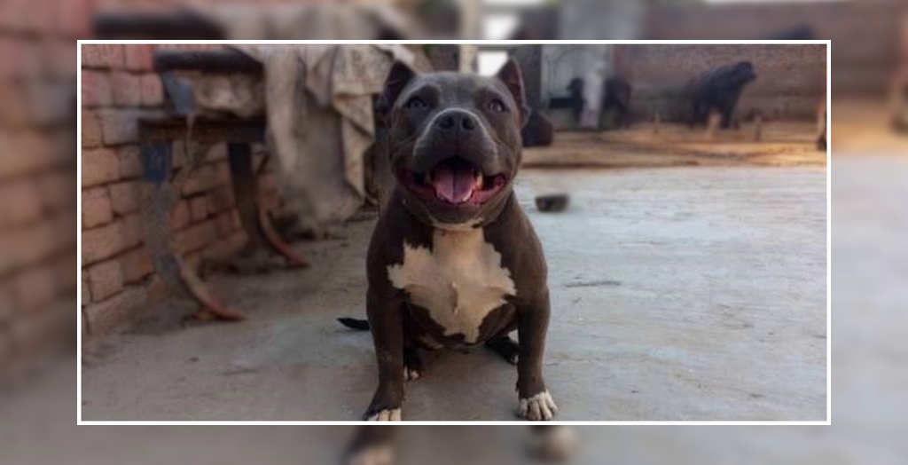 Pet dog killed in Punjab