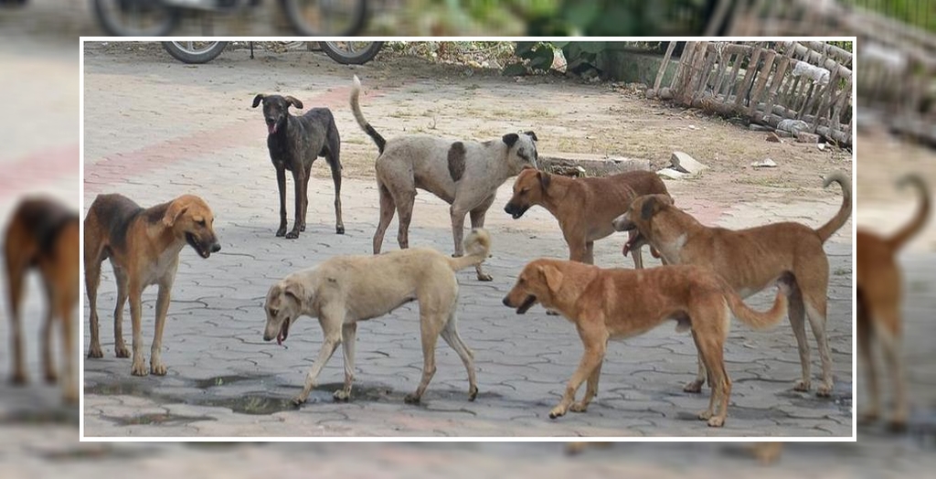 Stray dog attacks in Mysuru