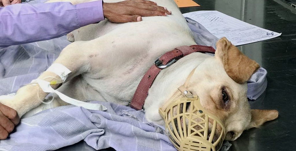 Strays as blood donors for pet dogs