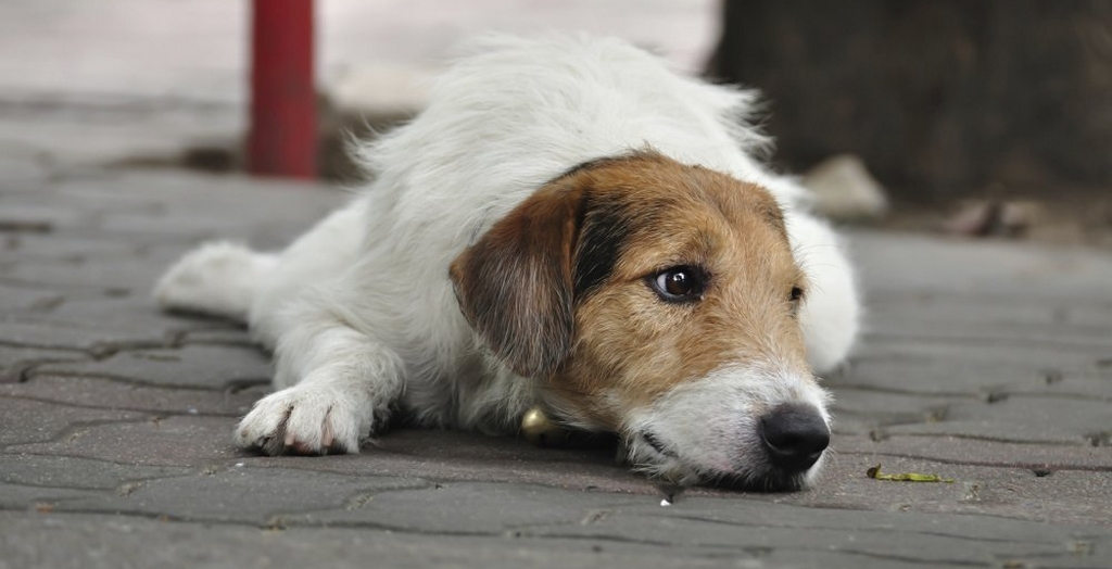 Abandoned dogs
