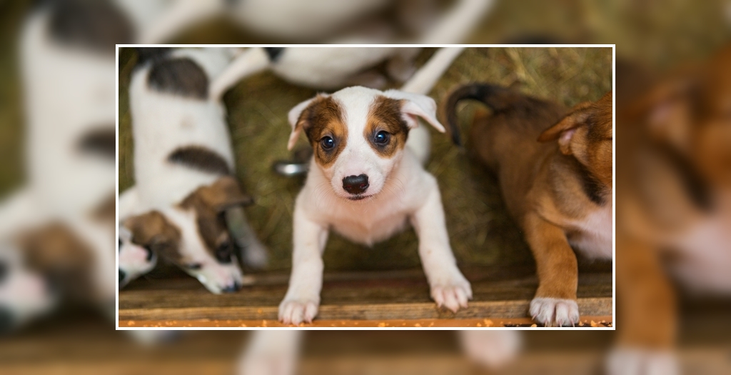 Checklist for dog adoption