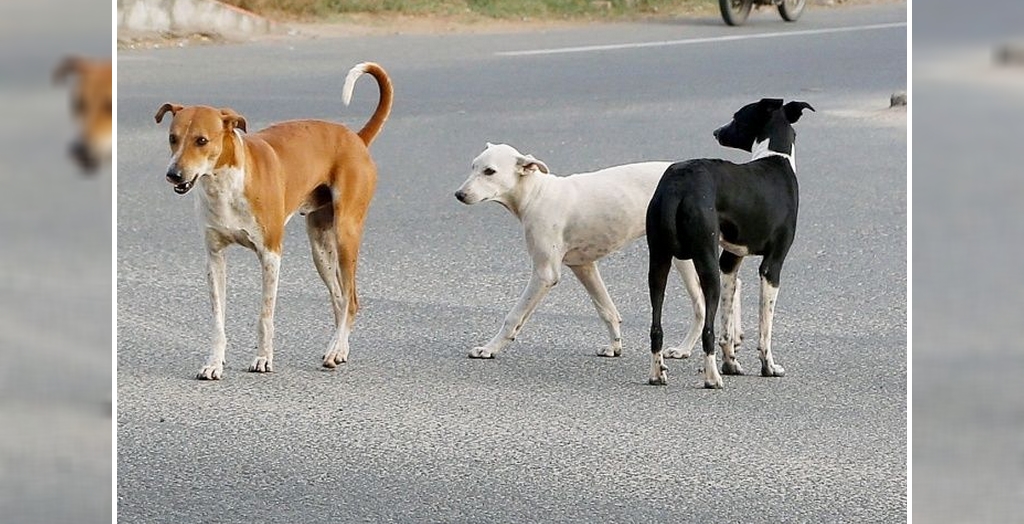 Dog pound in Panchkula