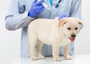 Dog vaccination