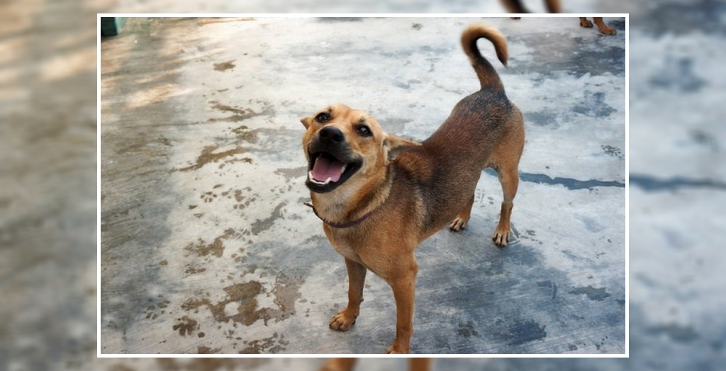 International Adoption