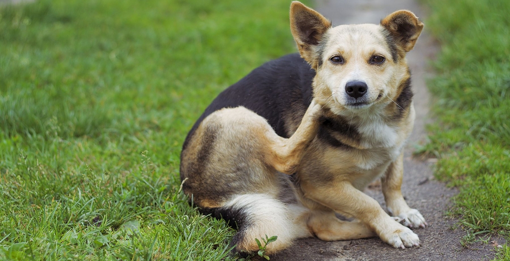 Lyme disease in dogs