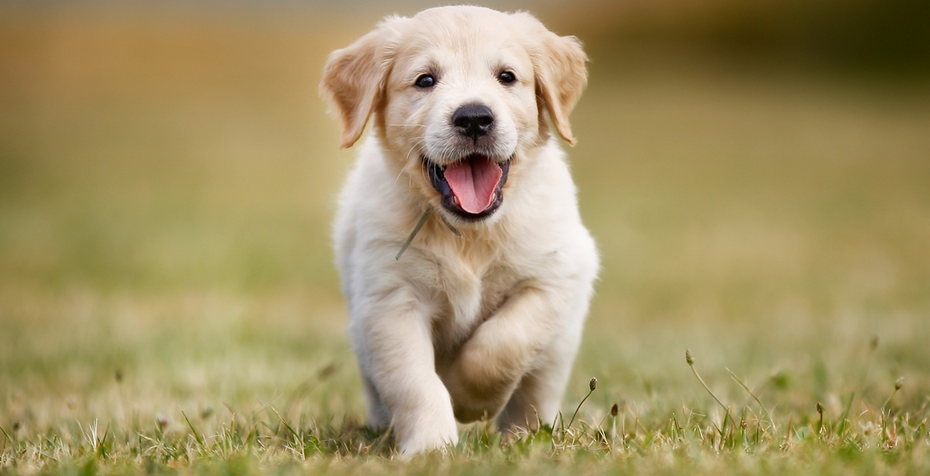 Raising A Healthy Dog