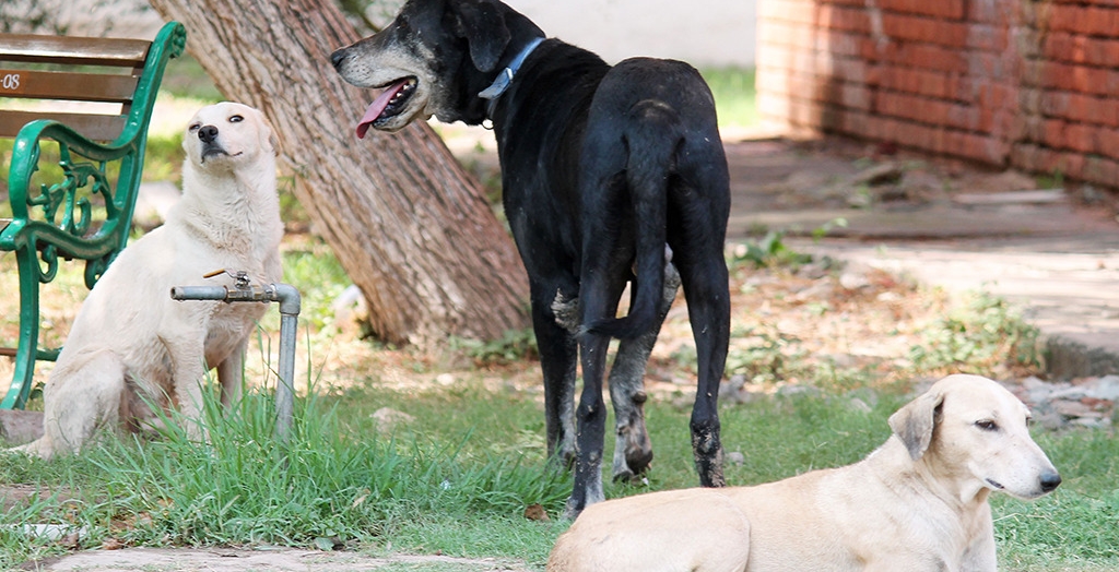 Stray dogs in Chandigarh