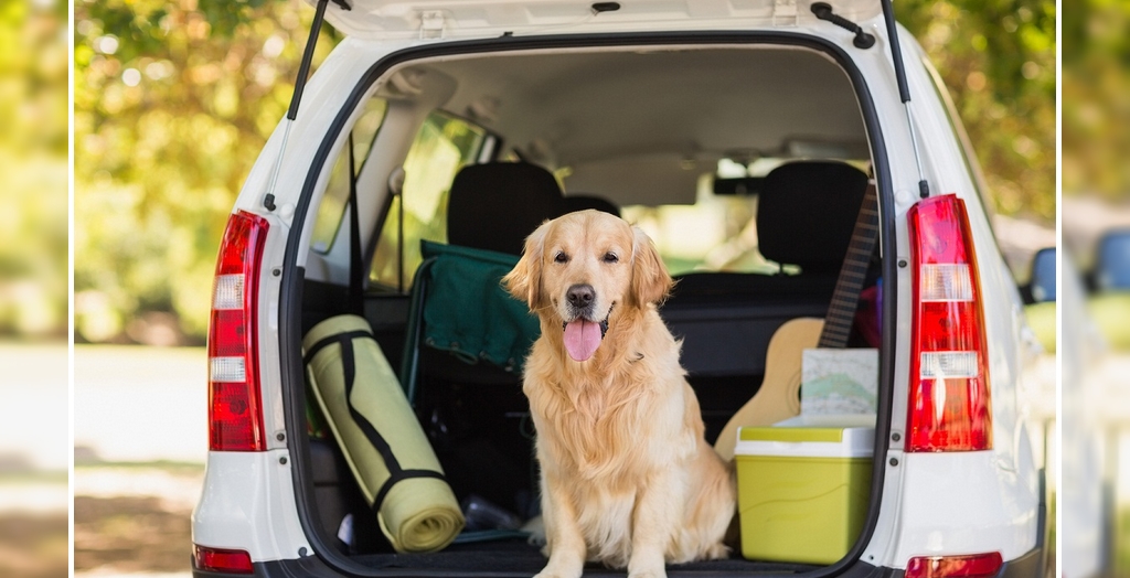 Travelling with dog