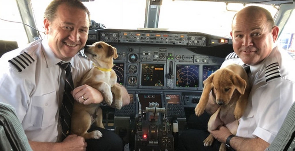 Airlines Rescues 62 Dogs